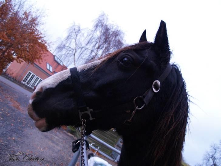 Welsh Cob (sec D) Hurricane - miin smukke dreng elsker ham også selom han er drivvåd :D <3 billede 9