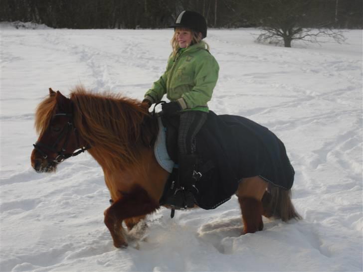 Anden særlig race Ridder Rust (Buster) - buller i sneen<3 :) billede 11