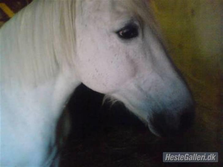 Anden særlig race DBR's Bamse billede 9