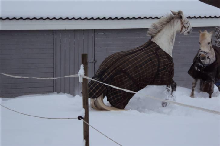 Connemara Pattys beseme mucho - B-PONY billede 10