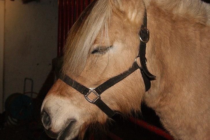 Fjordhest fraja billede 21