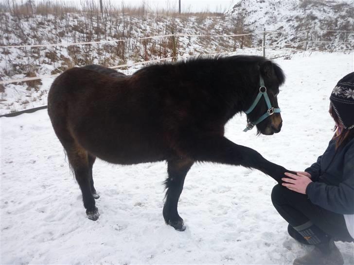 Shetlænder axel *SOLGT*:'( - 9 billede 7