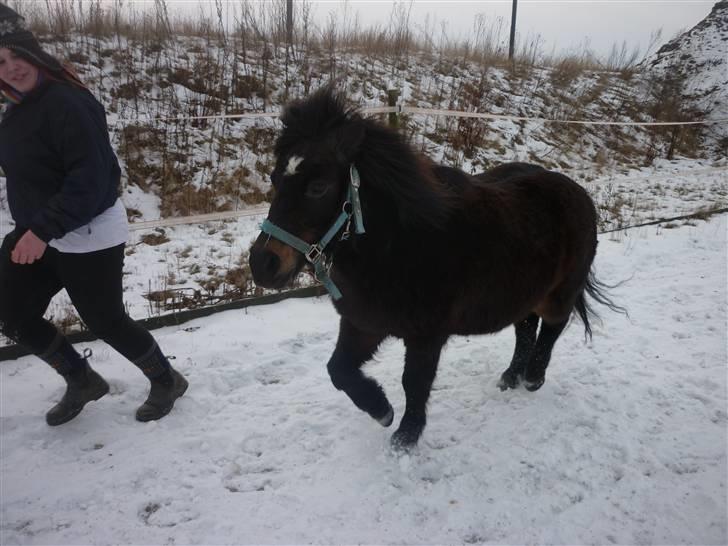 Shetlænder axel *SOLGT*:'( - 10 billede 8