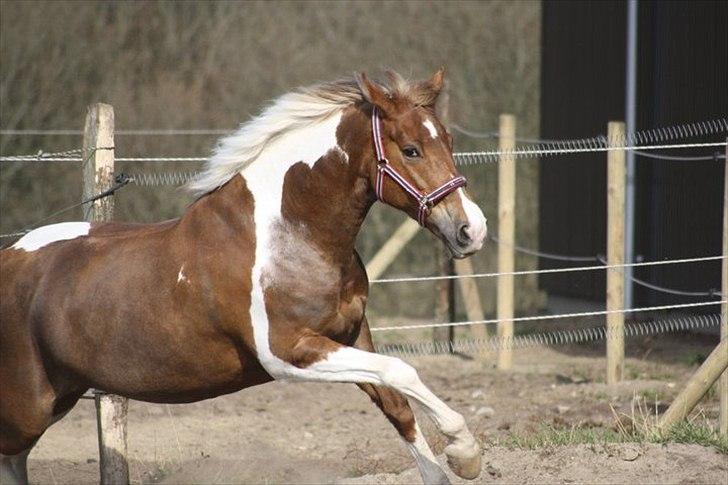Anden særlig race Vick *hvil i fred!* - En helt ufattelig smuk pony! Jeg elsker dig virkelig! Foto: Pernille Dahlgren<333 billede 3