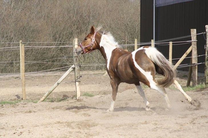 Anden særlig race Vick *hvil i fred!* - Wuhu!<3 Foto: Pernille Dahlgren<333 billede 8