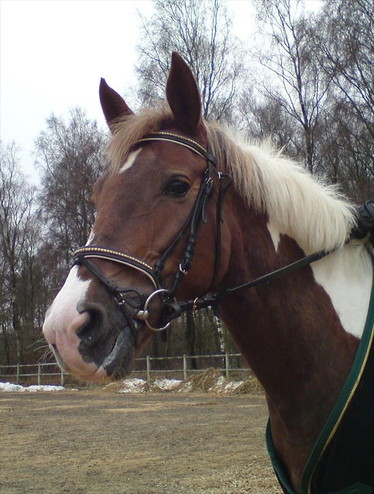 Anden særlig race Vick *hvil i fred!* - Du er så smuk min elskede pony <3 billede 9