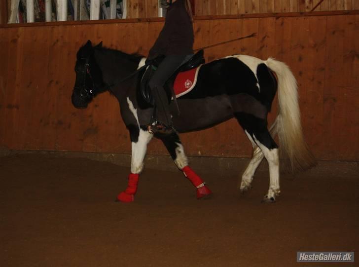 Anden særlig race Prinsesse Ibeline [tidligere part] - dressur:D fotograf: Louise Knudsen Tak:D  billede 6