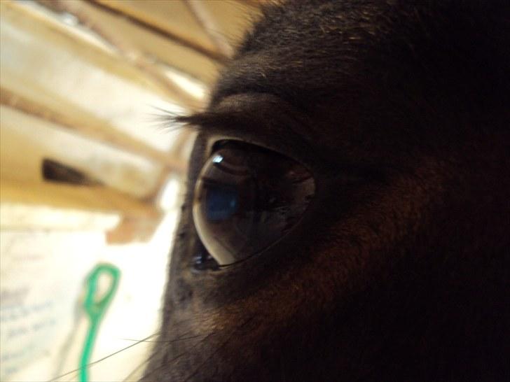 Dansk Varmblod Fan Ace  DH hoppe *halvpart* - 8# billede 4