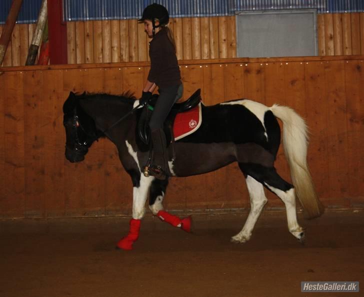 Anden særlig race Prinsesse Ibeline [tidligere part] - du bliver bedere og bedere<3 Fotograf: Louise Knudsen Tak:D  billede 9