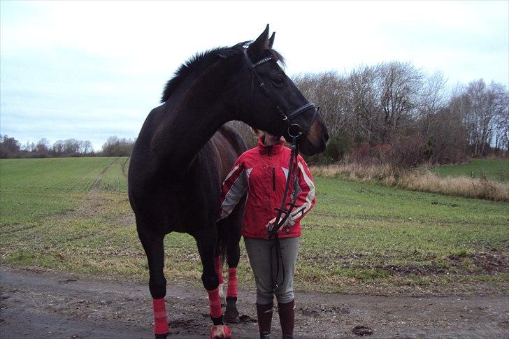 Dansk Varmblod Fan Ace  DH hoppe *halvpart* - 9# billede 5