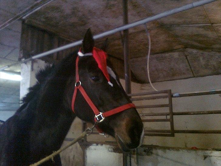 Dansk Varmblod Fan Ace  DH hoppe *halvpart* - 11# billede 6