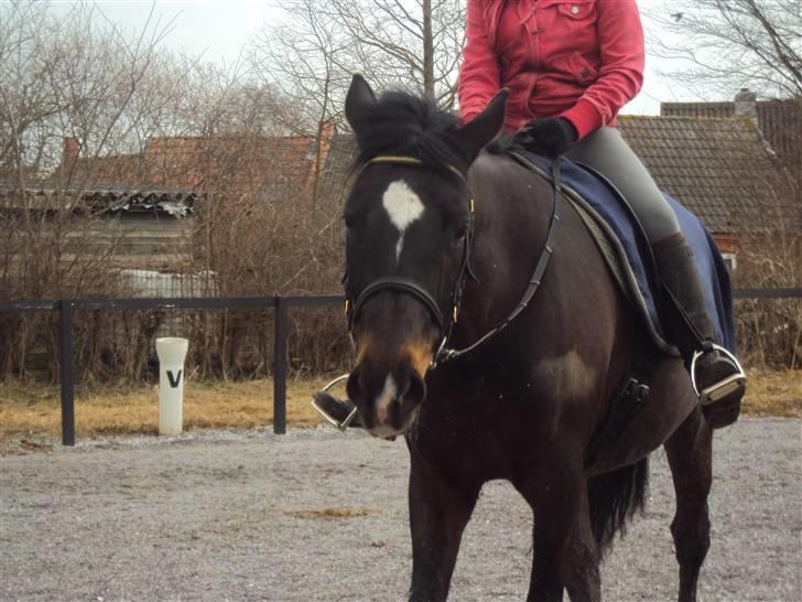 Dansk Varmblod Fan Ace  DH hoppe *halvpart* - 13# billede 7