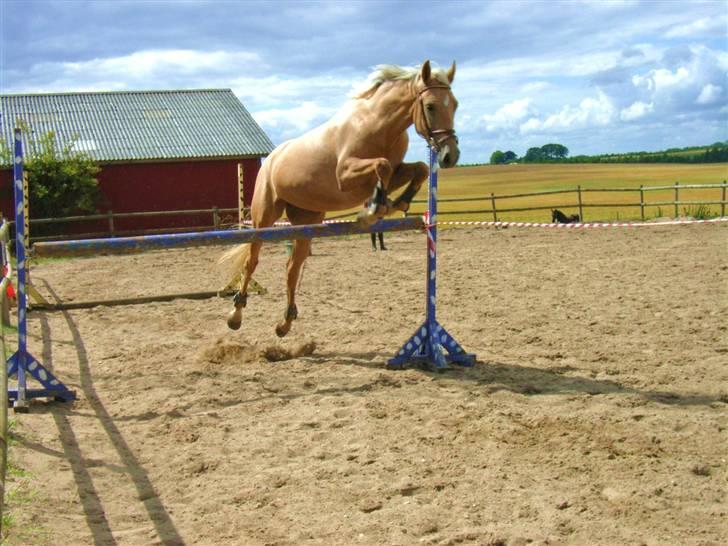 Palomino Guldhyppen Disalica :-I  - Endeligt et springbillede af Dissen (; - The Flying Disalica i; <3 billede 20
