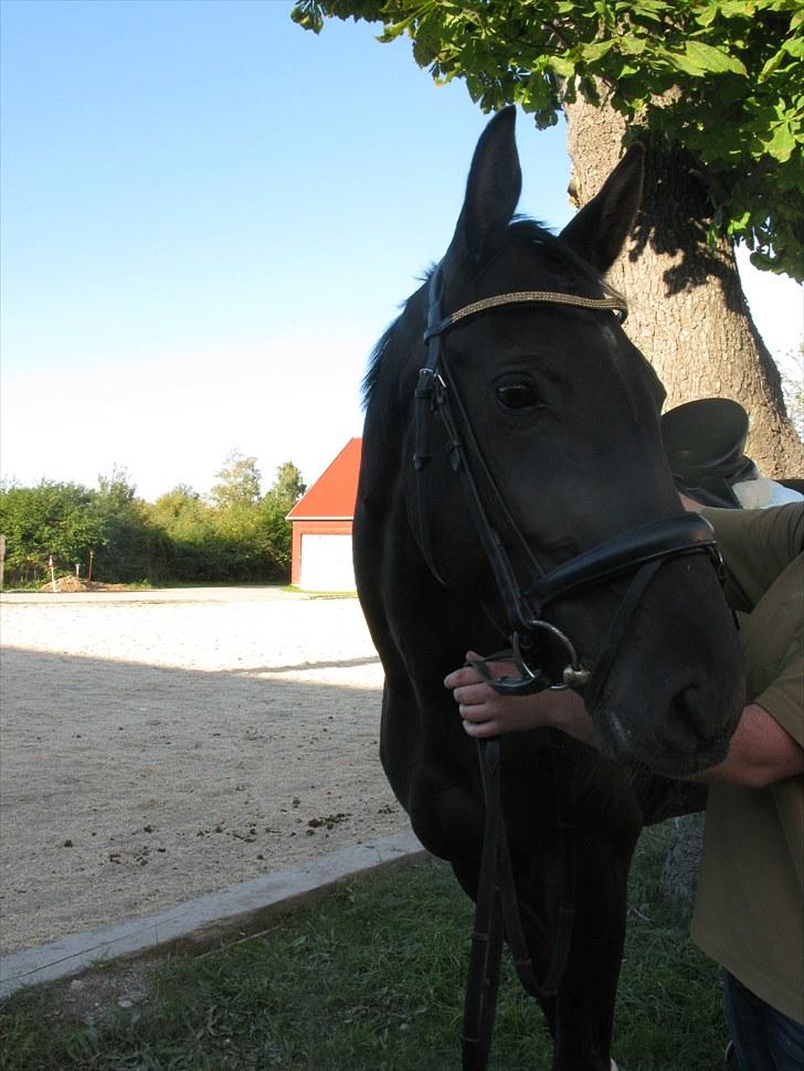 Trakehner Fariy's Nice Surprice † R.I.P † - Med fint nyt pandebånd;) billede 3