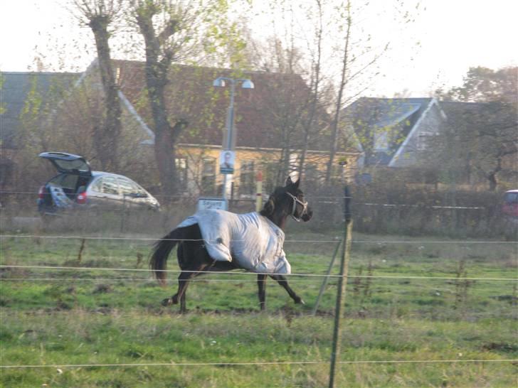 Trakehner Fariy's Nice Surprice † R.I.P † - dejligt at løbe på folden billede 4