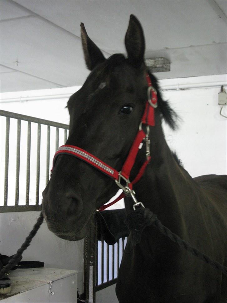 Trakehner Fariy's Nice Surprice † R.I.P † - Fine nye røde glimmer grime billede 6