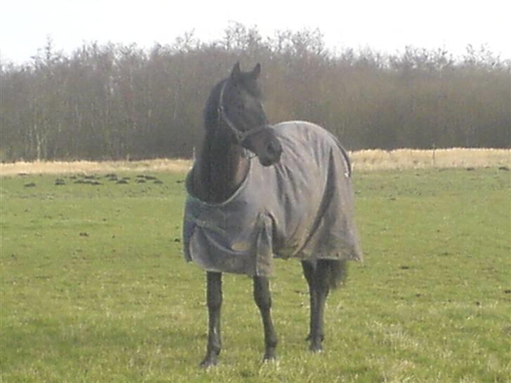 Trakehner R.I.P Lacroix billede 2