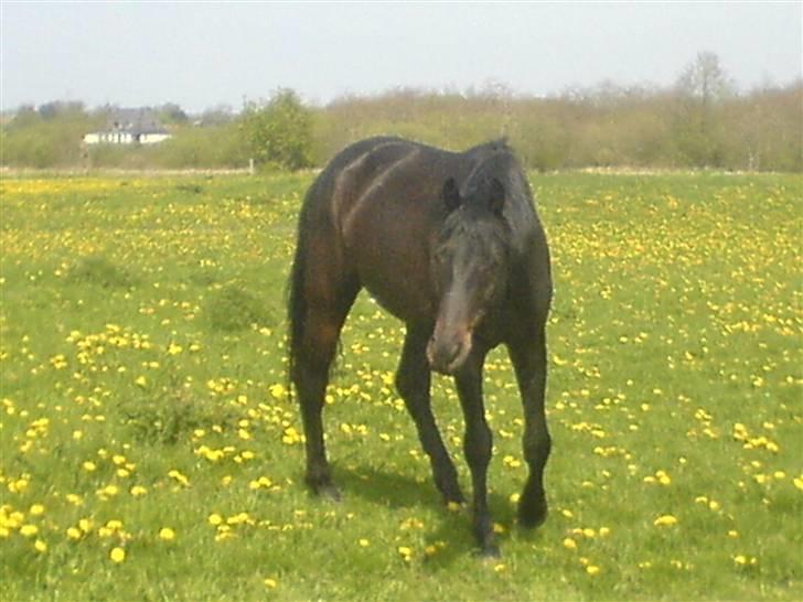 Trakehner R.I.P Lacroix billede 3