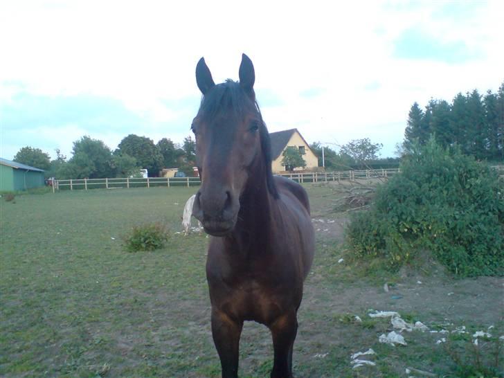 Trakehner R.I.P Lacroix billede 4