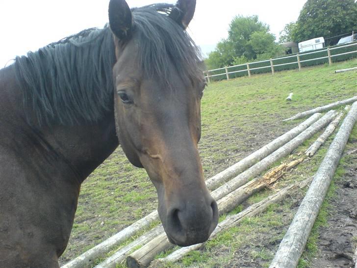 Trakehner R.I.P Lacroix billede 5