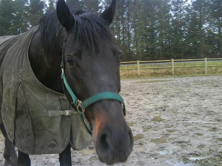 Trakehner R.I.P Lacroix billede 6