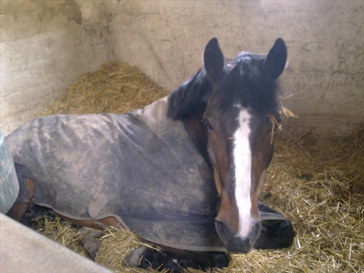 Connemara | Pickwick *gl. part :'(* - Smukke drengen lige før ridetime. Foto: mig? billede 11