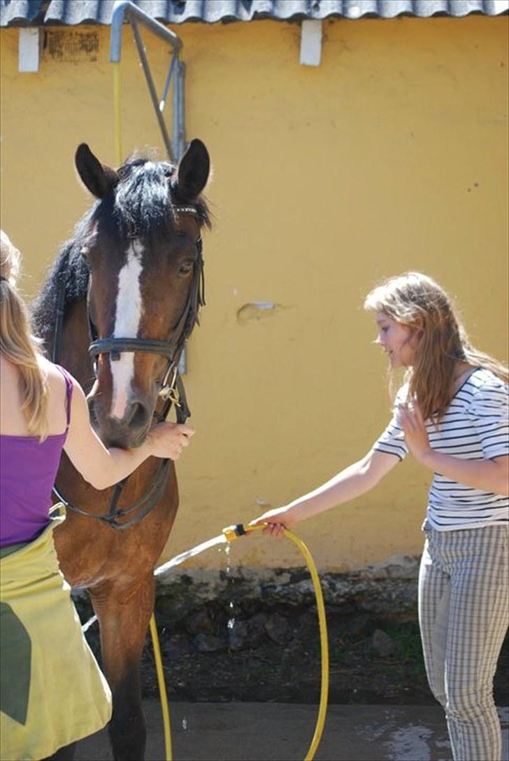 Connemara | Pickwick *gl. part :'(* - Spuletid efter laang og varm dressurtime. Foto: ESC billede 13