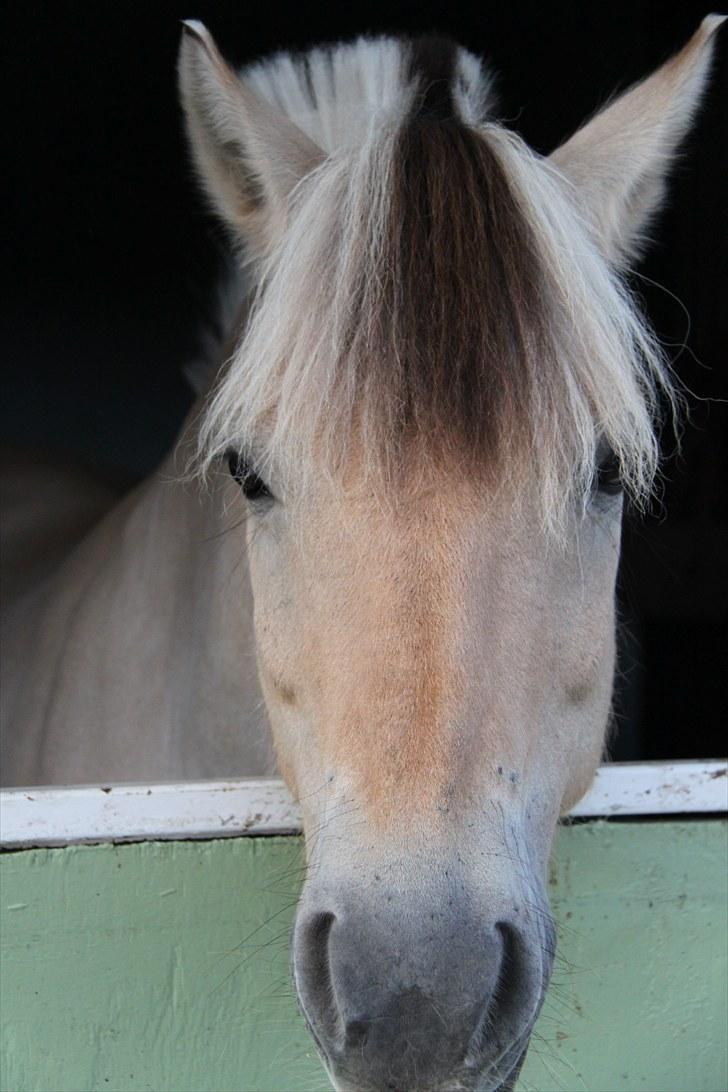 Fjordhest Bubber  - Tak for kigget (: .... |En smuk pony efter dagens program! :D| |Billed; Mig| billede 20