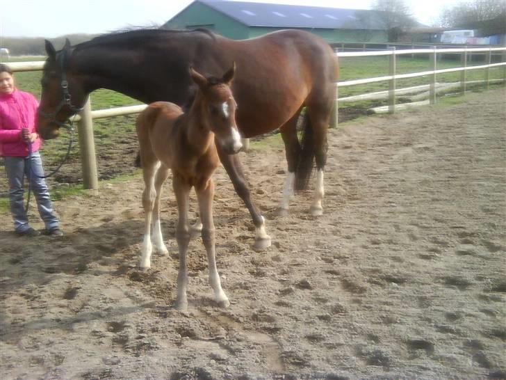 Dansk Varmblod Lucky Star AS  *Solgt* - Lucky et par dage gammel billede 1