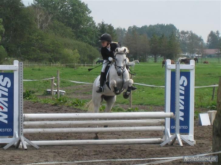 Welsh Pony af Cob-type (sec C) Little Ghost *x-part* <3 - Man skal jo kigge på det næste spring, ikke? xD Se hvor højt han ligger over <33 billede 15