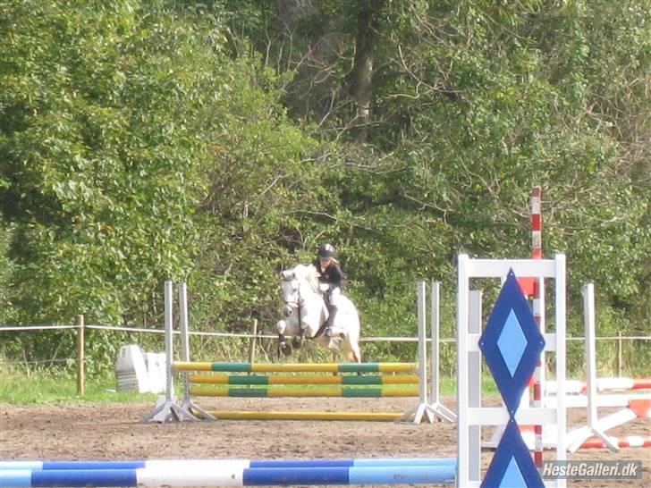 Welsh Pony af Cob-type (sec C) Little Ghost *x-part* <3 - Der er fart over feltet! xD billede 17