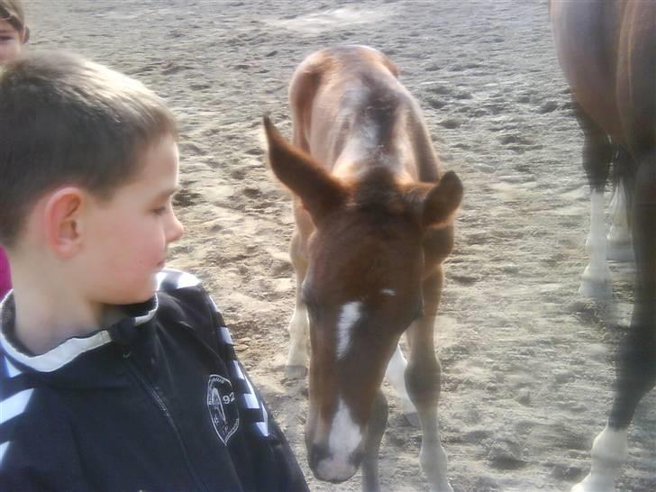 Dansk Varmblod Lucky Star AS  *Solgt* - Hm hvad er du for en !!!! billede 2