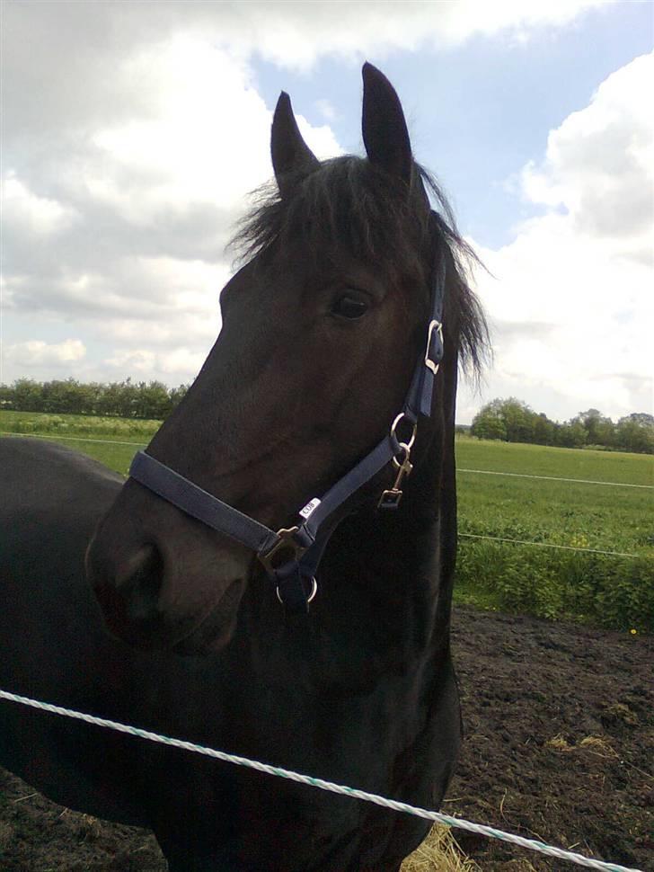 Frieser Renske Gepke. billede 14