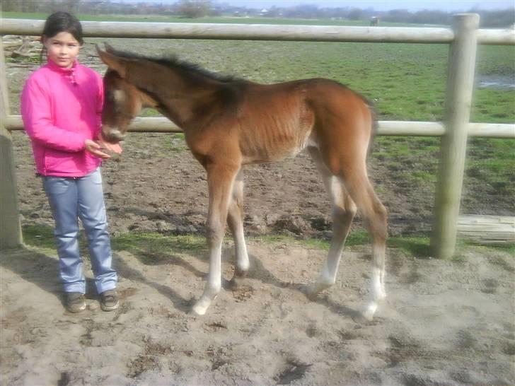 Dansk Varmblod Lucky Star AS  *Solgt* - Og du lugter også anderledes end min mor ! billede 3