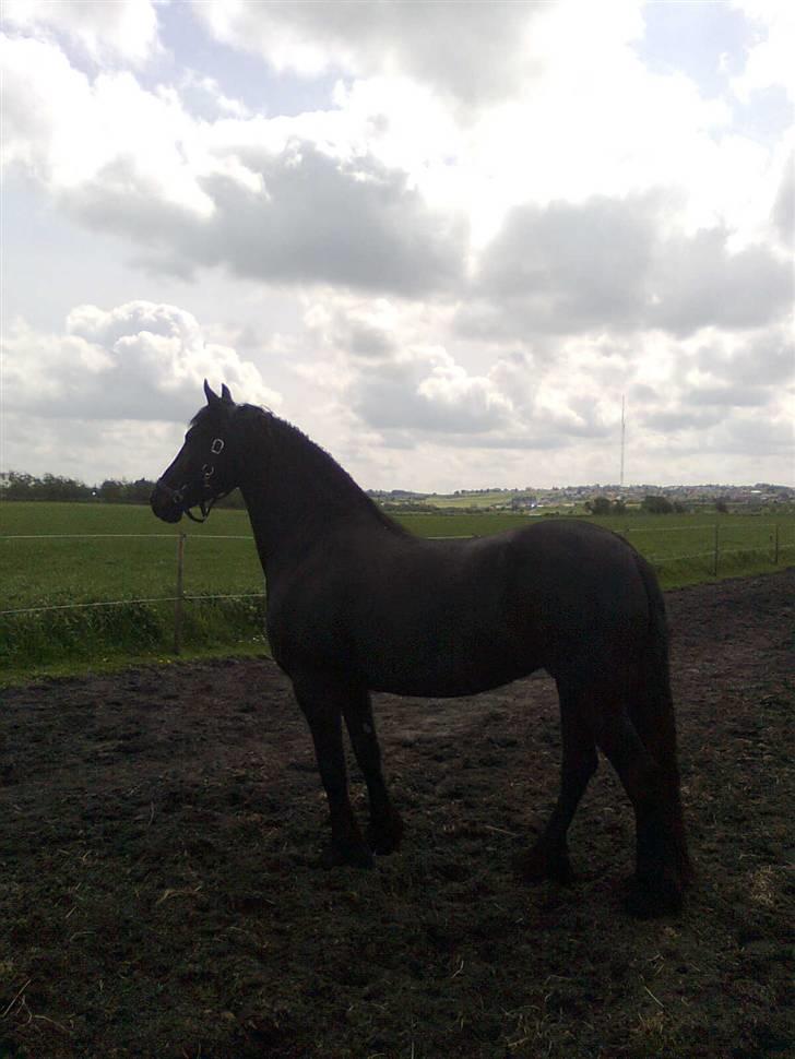 Frieser Renske Gepke. billede 17