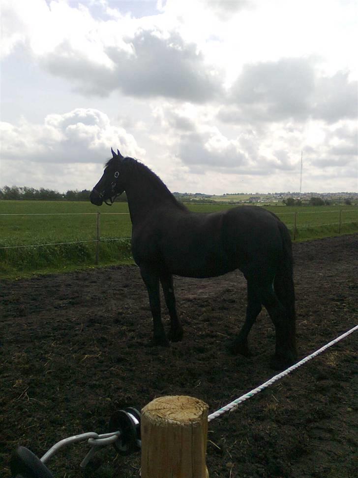 Frieser Renske Gepke. billede 18