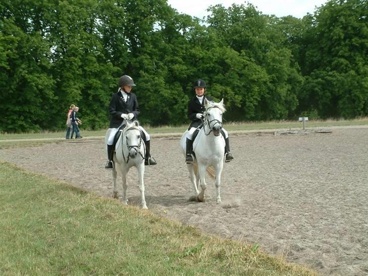 Welsh Pony af Cob-type (sec C) Little Ghost *x-part* <3 - Opvisning på Vilhelmsborg! xD Nanna på Rasmus og mig på Ghost <33 billede 18