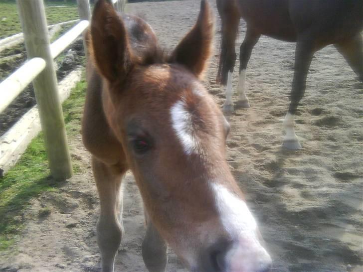 Dansk Varmblod Lucky Star AS  *Solgt* - Nysgerrige Lucky billede 4