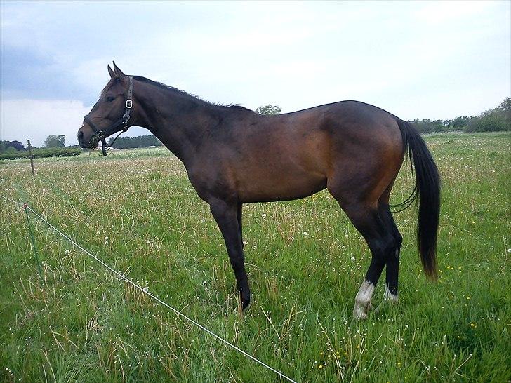 Dansk Varmblod Lucky Star AS  *Solgt* - Lucky 2 år billede 5