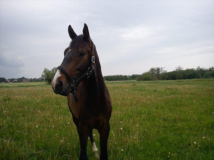 Dansk Varmblod Lucky Star AS  *Solgt* - Lucky 2 år billede 7