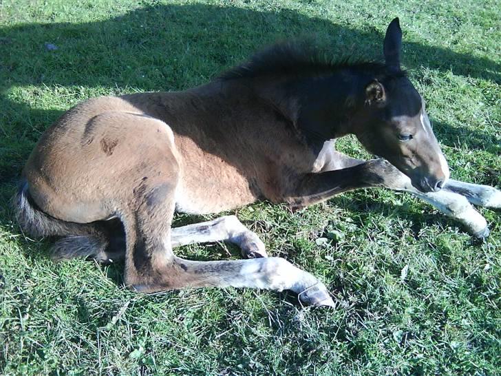 Dansk Varmblod Lucky Star AS  *Solgt* billede 8