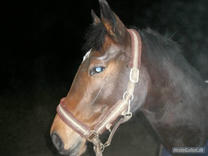 Anden særlig race Tatianna(Solgt) billede 6