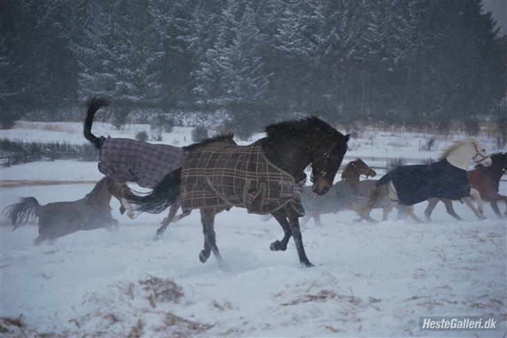 Hollandsk Sportspony Lm's Paturijn (krumme) billede 8