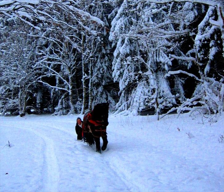 Islænder Enok fra Freersvang  - mig og prinsen er på jule hygge tur i skoven:) vi ride bidløst:) billede 1