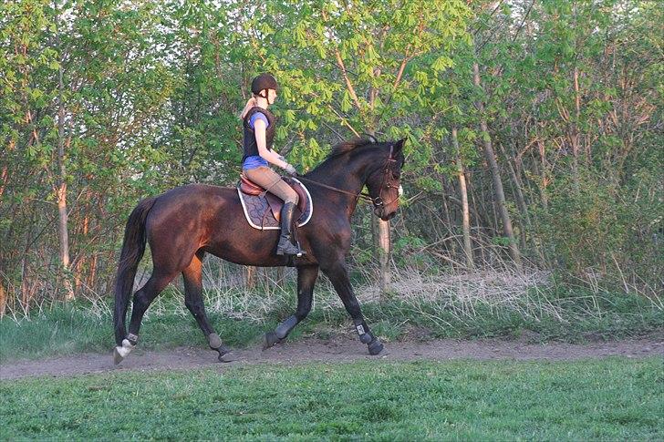 Anden særlig race Kronborgs Athene - Athene i hendes super fine trav <3 billede 2