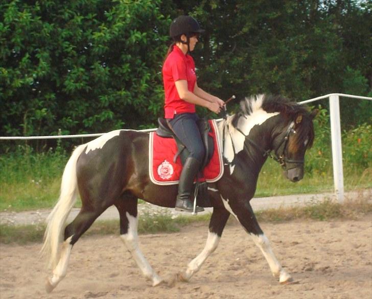 Pinto Lyvangs Jeopardy - Dejlige, smukke Jeopardy :)taget den 12.07.10. billede 6