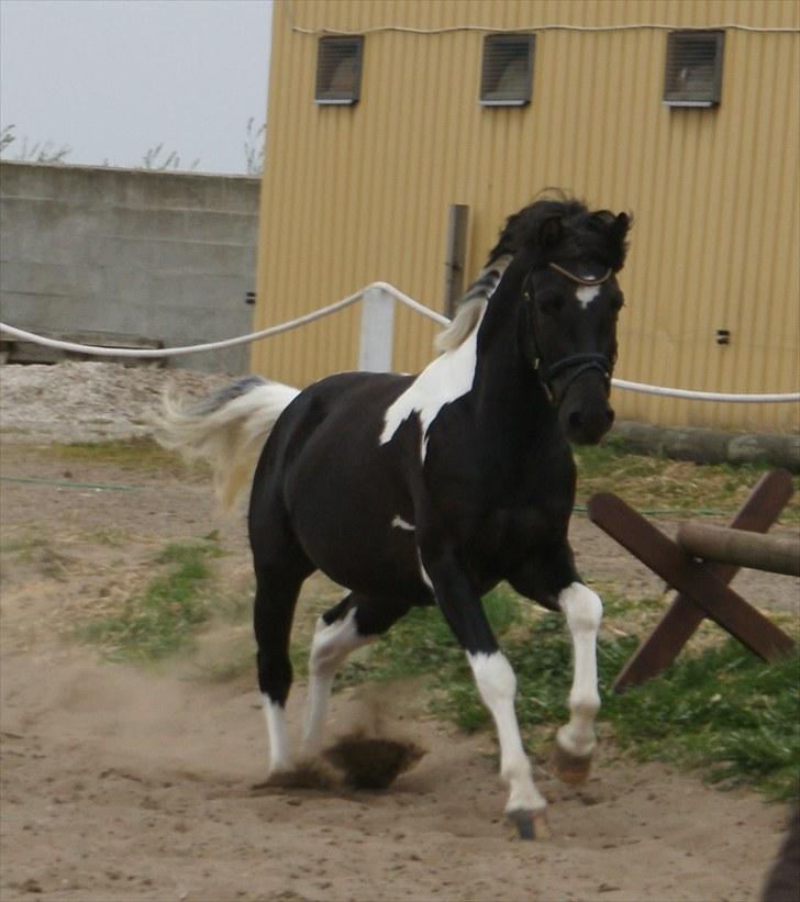 Pinto Lyvangs Jeopardy - Jeopardy løs på banen, taget den 08.05.10. billede 11