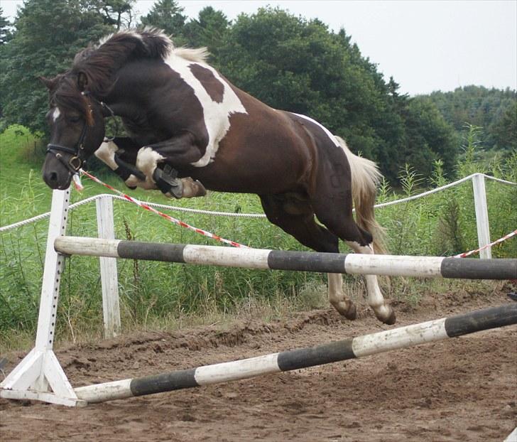 Pinto Lyvangs Jeopardy - Jeopardy løsspringer, taget den 12.08.10. billede 16