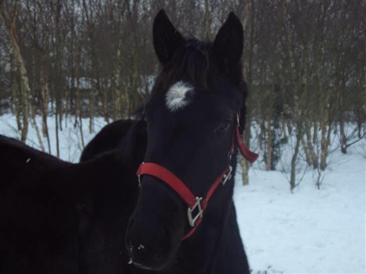 Trakehner Her princess Rimpler billede 18