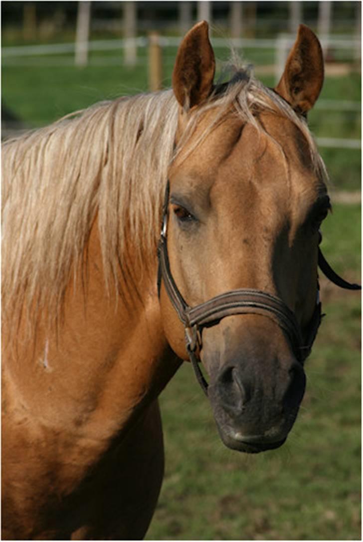 Quarter Dooleys Starlight - smukke hesten billede 4